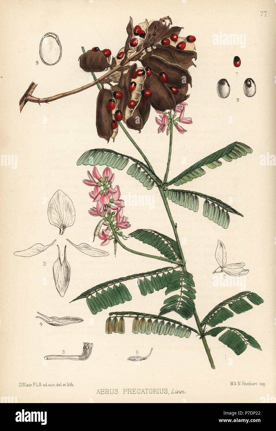 Indian liquorice or gunja, Abrus precatorius. Handcoloured lithograph by Hanhart after a botanical illustration by David Blair from Robert Bentley and Henry Trimen's Medicinal Plants, London, 1880. Stock Photo