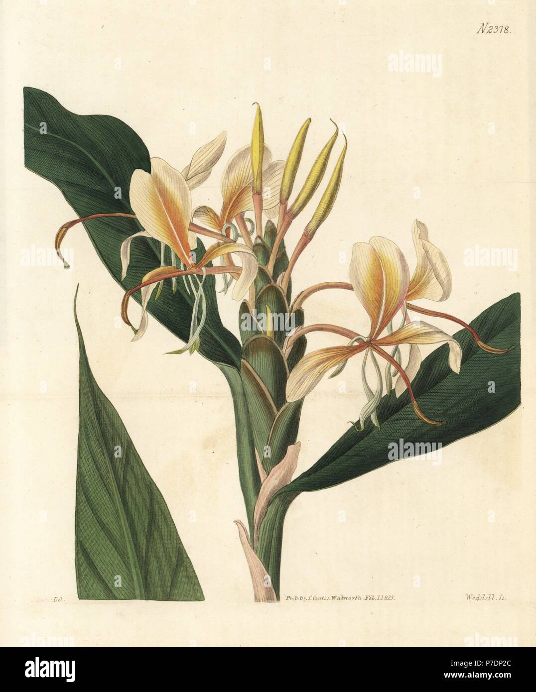 Yellow garland flower, Hedychium flavum. Handcoloured copperplate engraving by Weddell after a botanical illustration by John Curtis from William Curtis' Botanical Magazine, Samuel Curtis, London, 1823. Stock Photo