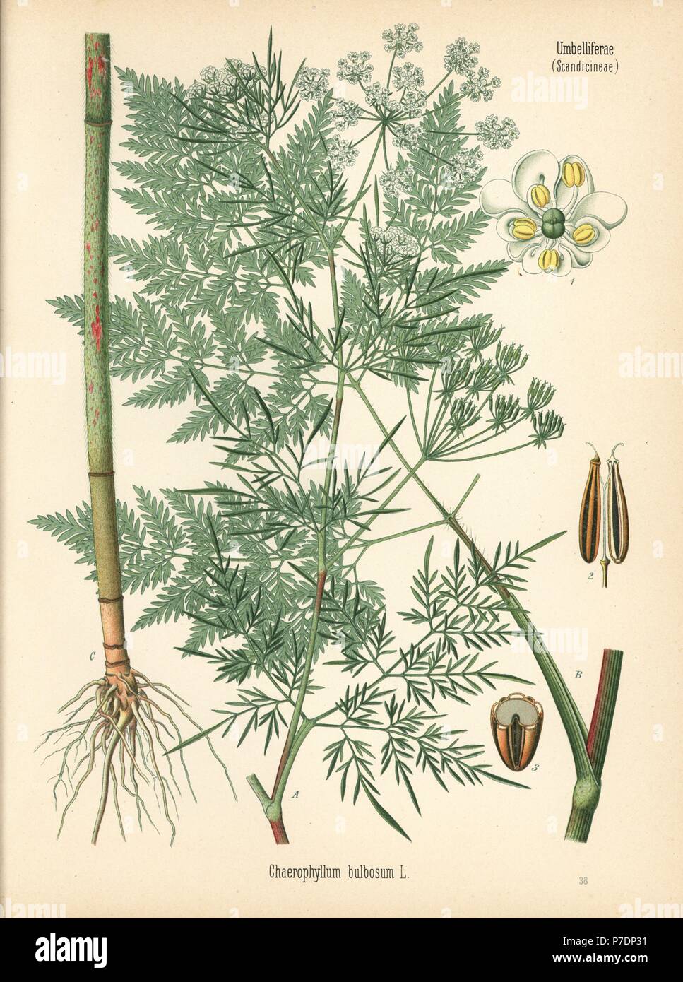 Turnip-rooted chervil, Chaerophyllum bulbosum. Chromolithograph after a botanical illustration from Hermann Adolph Koehler's Medicinal Plants, edited by Gustav Pabst, Koehler, Germany, 1887. Stock Photo
