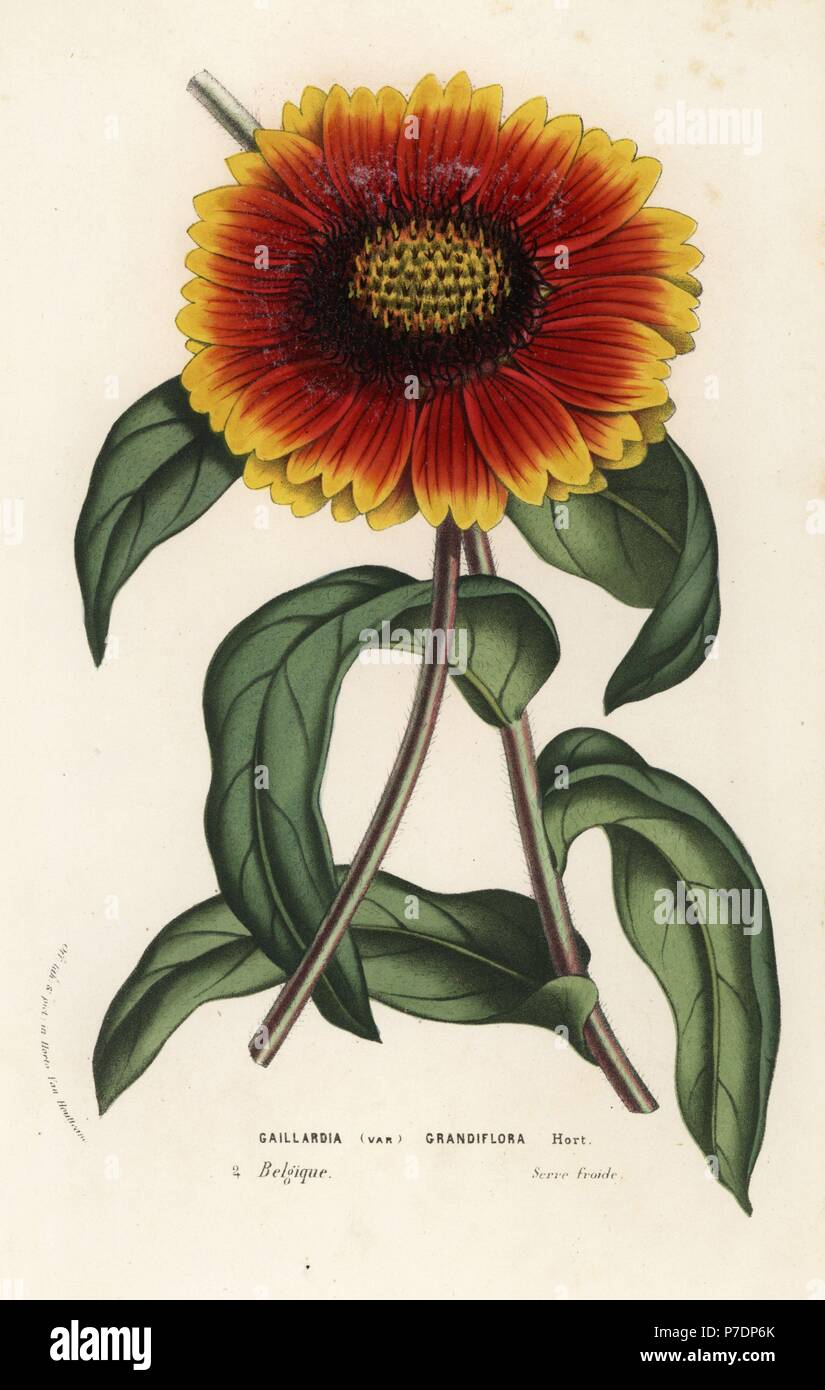 Blanket flower, Gaillardia grandiflora variety. Handcoloured lithograph from Louis van Houtte and Charles Lemaire's Flowers of the Gardens and Hothouses of Europe, Flore des Serres et des Jardins de l'Europe, Ghent, Belgium, 1857. Stock Photo