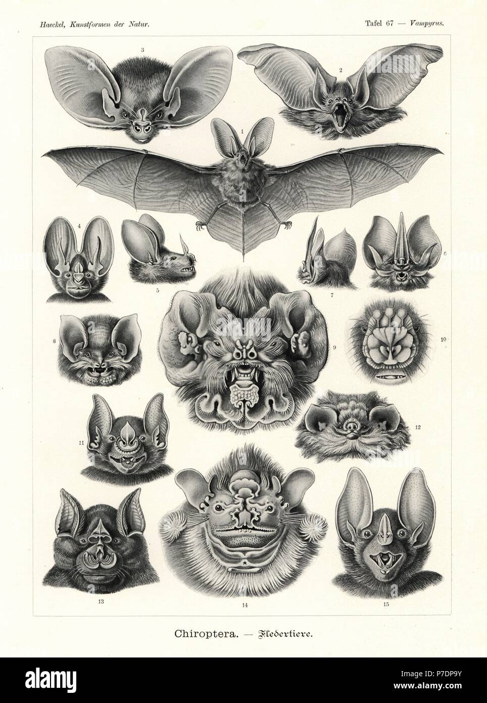 Chiroptera bats: Brown long-eared bat, Plecotus auritus 1,2, lesser long-eared bat, Nyctophilus geoffroyi 3, lesser false vampire bat, Megaderma spasma 4, big-eared woolly bat, Chrotopterus auritus 5, Tomes's sword-nosed bat, Lonchorhina aurita 6,7, Mexican funnel-eared bat, Natalus stramineus 8, Antillean ghost-faced bat, Mormoops blainvillii 9, flower-faced bat, Anthops ornatus 10, greater spear-nosed bat, Phyllostomus hastatus 11, thumbless bat, Furipterus horrens 12, greater horseshoe bat, Rhinolophus ferrumequinum 13, wrinkle-faced bat, Centurio senex 14, and spectral bat, Vampyrum spectr Stock Photo