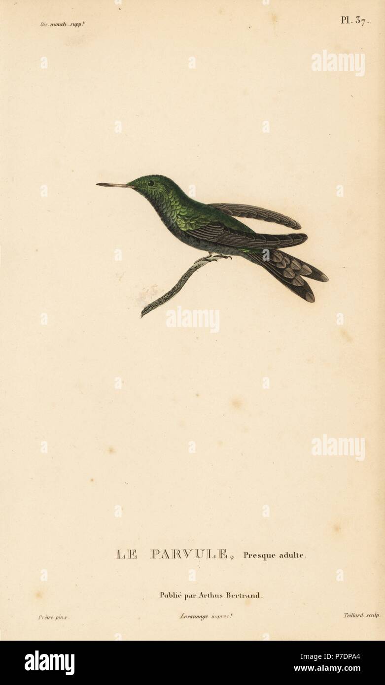Canivet's emerald, Chlorostilbon canivetii (Ornismya canivetti). Almost adult. Handcolored steel engraving by Coutant after an illustration by Jean-Gabriel Pretre from Rene Primevere Lesson's Natural History of the Colibri Genus of Hummingbirds, Histoire Naturelle des Colibris, Arthus Betrand, Paris, 1830. Stock Photo