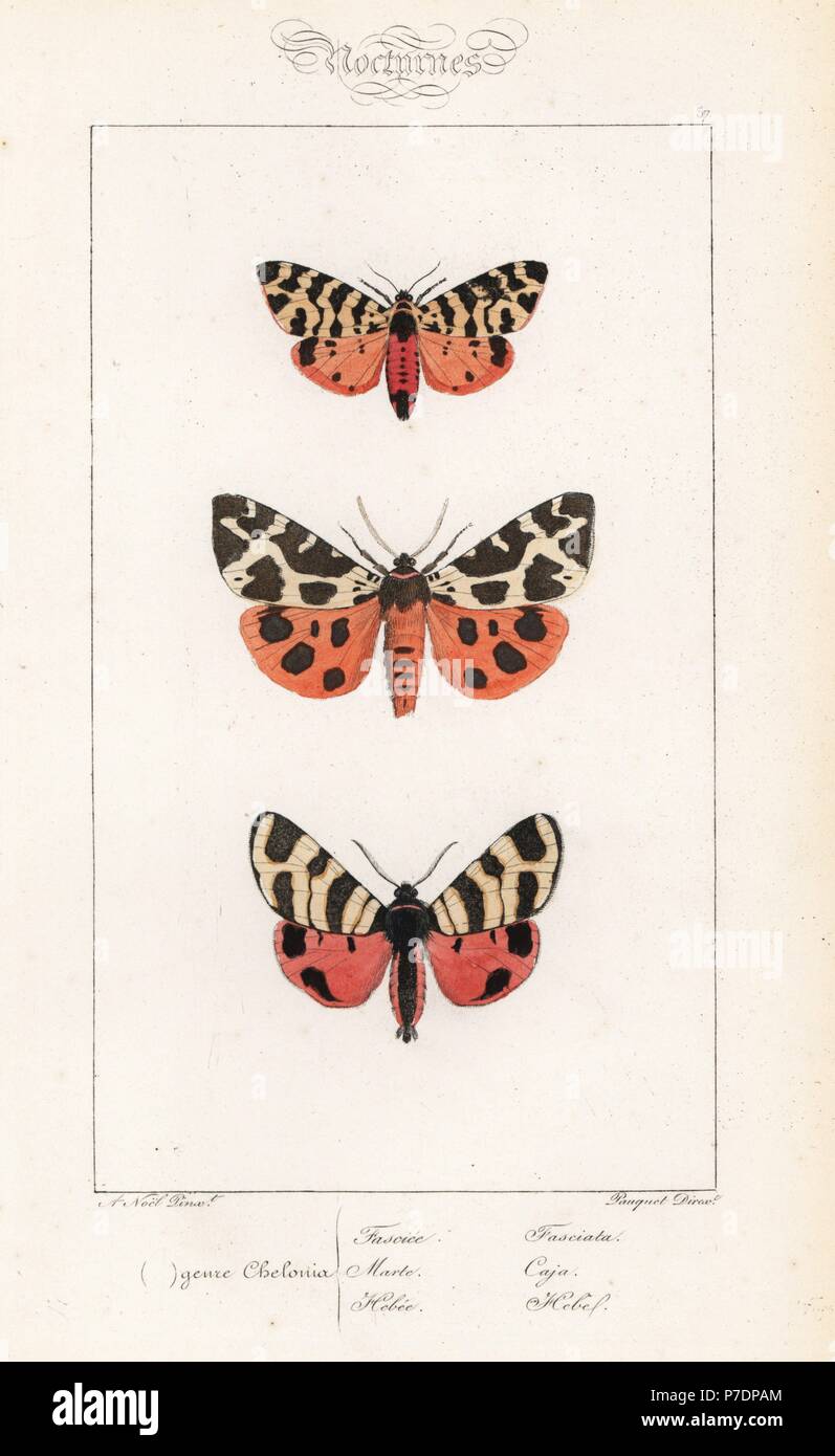Tiger moth, Atlantarctia tigrina, garden tiger moth, Arctia caja, and hebe tiger moth, Arctia festiva. Handcoloured steel engraving by the Pauquet brothers after an illustration by Alexis Nicolas Noel from Hippolyte Lucas' Natural History of European Butterflies, Histoire Naturelle des Lepidopteres d'Europe, 1864. Stock Photo
