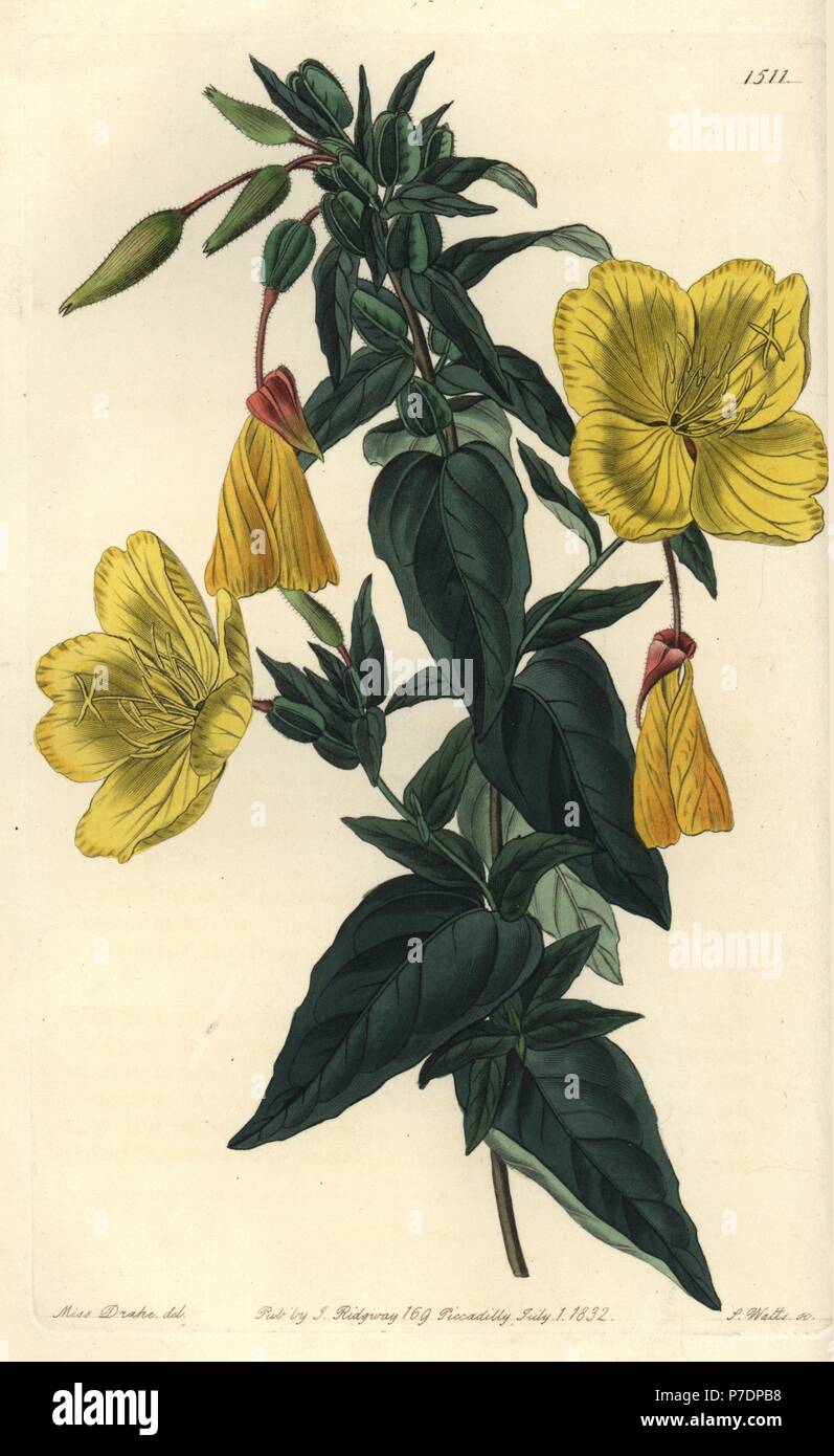 Evening primrose, Oenothera fruticosa subsp. glauca (Glaucous oenothera, Oenothera glauca). Handcoloured copperplate engraving by S. Watts after an illustration by Miss Sarah Drake from Sydenham Edwards' Botanical Register, Ridgeway, London, 1832. Stock Photo