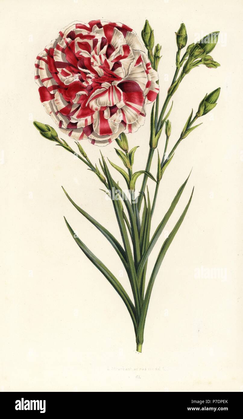 Carnation hybrid, Louis Napoleon, Dianthus caryophyllus. Handcoloured lithograph from Louis van Houtte and Charles Lemaire's Flowers of the Gardens and Hothouses of Europe, Flore des Serres et des Jardins de l'Europe, Ghent, Belgium, 1851. Stock Photo