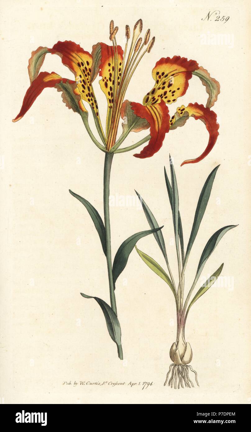 Catesby's lily or tiger lily, Lilium catesbaei. Handcoloured copperplate engraving from William Curtis' Botanical Magazine, London, 1794. Stock Photo