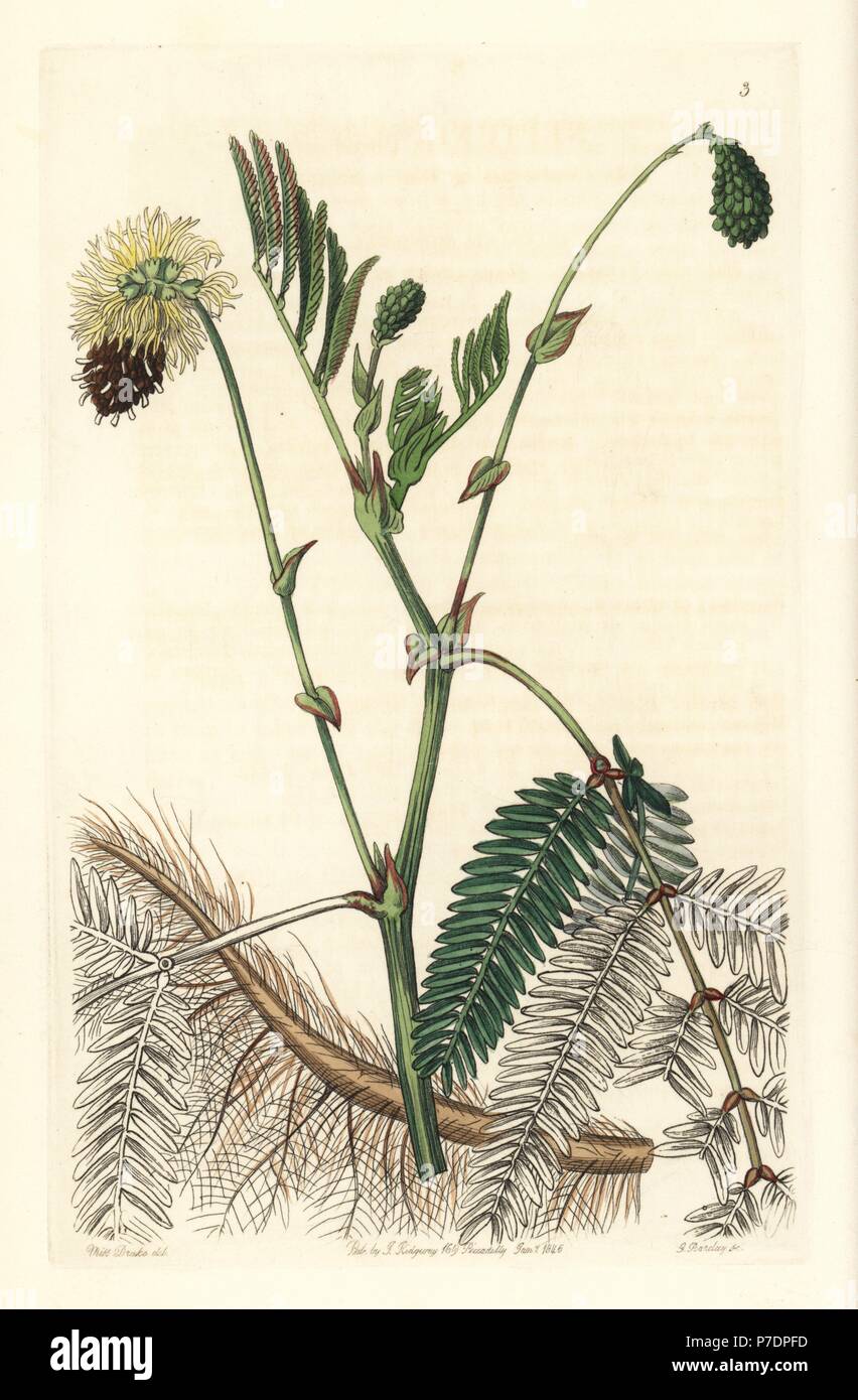 Double-yellow water sensitive plant, Neptunia plena. Handcoloured copperplate engraving by George Barclay after an illustration by Miss Sarah Drake from Edwards' Botanical Register, edited by John Lindley, London, Ridgeway, 1846. Stock Photo