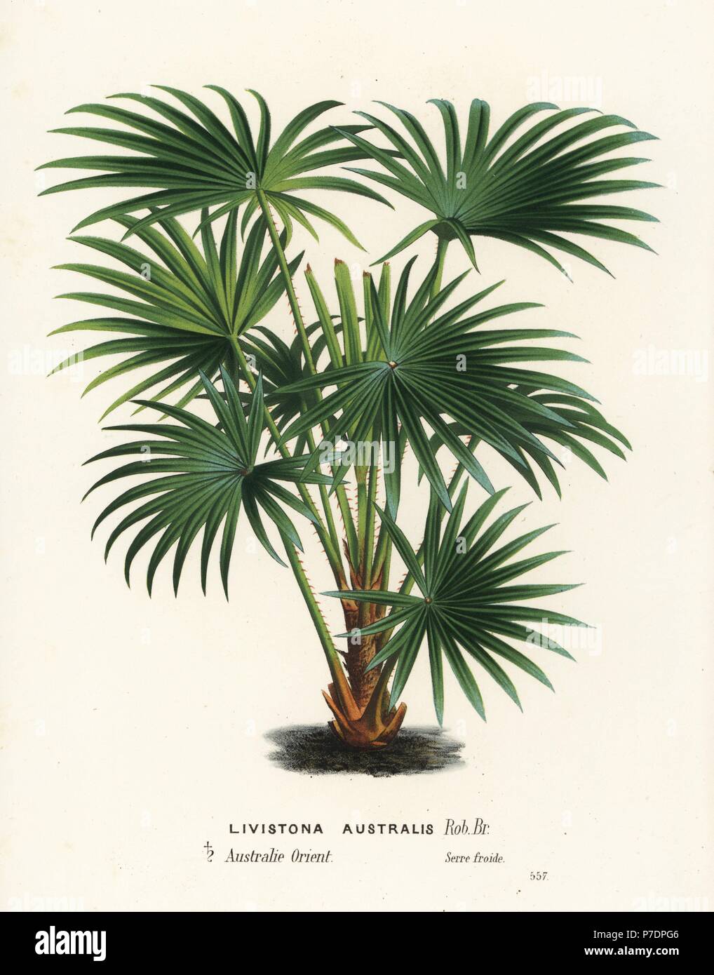 Cabbage tree palm, Livistona australis. Handcoloured lithograph from Louis van Houtte and Charles Lemaire's Flowers of the Gardens and Hothouses of Europe, Flore des Serres et des Jardins de l'Europe, Ghent, Belgium, 1867-1868. Stock Photo