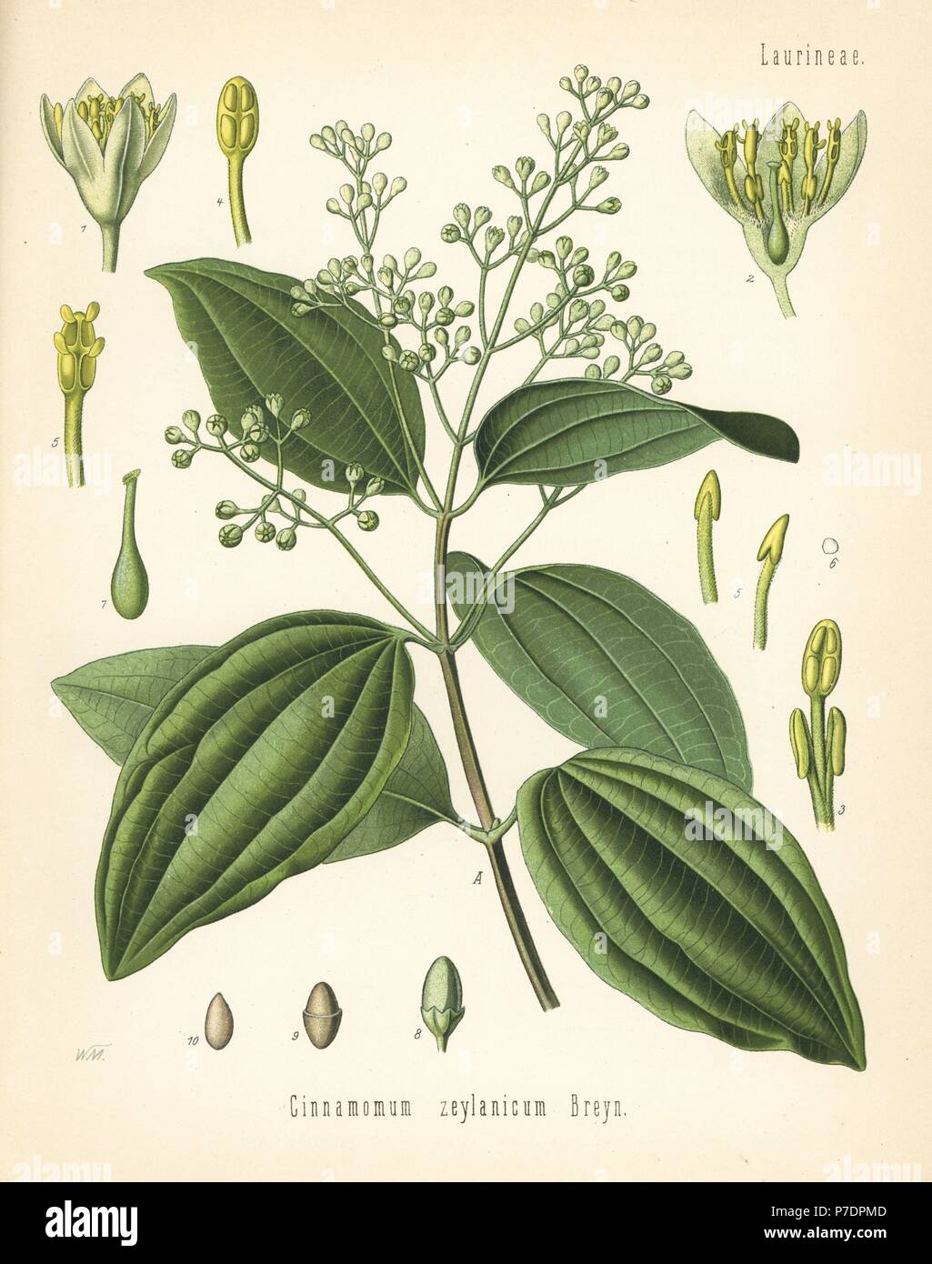 True cinnamon or Ceylon cinnamon, Cinnamomum verum (Cinnamomum