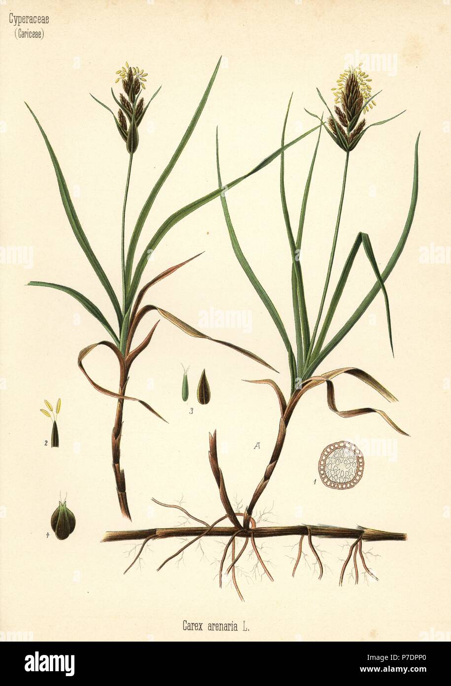 Sand sedge or german sarsaparilla, Carex arenaria. Chromolithograph after a botanical illustration from Hermann Adolph Koehler's Medicinal Plants, edited by Gustav Pabst, Koehler, Germany, 1887. Stock Photo