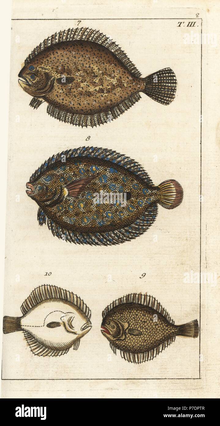 Turbot, Scophthalmus maximus 7, peacock flounder, Bothus lunatus 8, and kite, Scophthalmus rhombus, upper side 9, under side 10. Handcolored copperplate engraving from Gottlieb Tobias Wilhelm's Encyclopedia of Natural History: Fish, Augsburg, 1804. Wilhelm (1758-1811) was a Bavarian clergyman and naturalist known as the German Buffon. Stock Photo