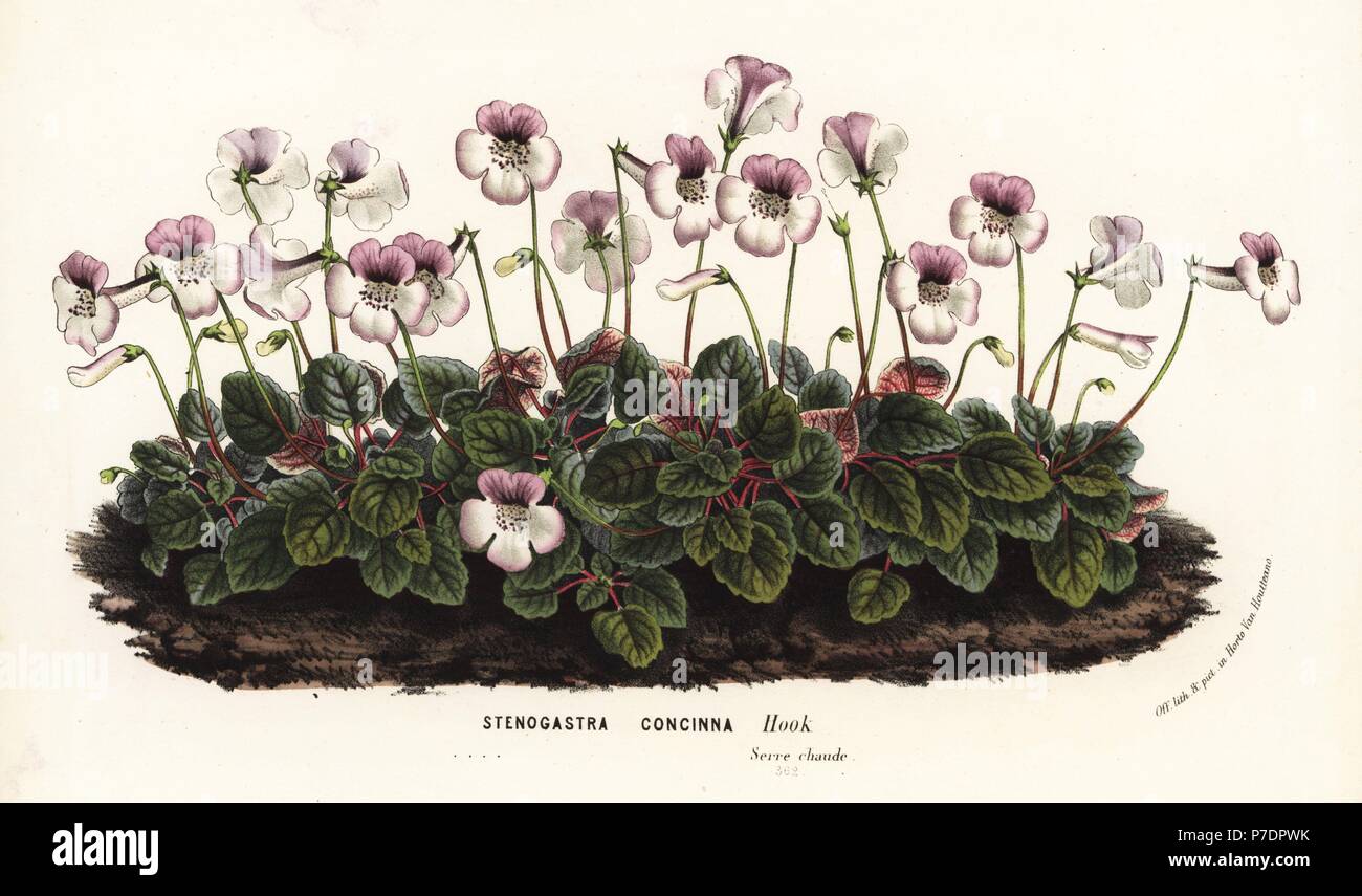 Sinningia concinna (Stenogastra concinna). Handcoloured lithograph from Louis van Houtte and Charles Lemaire's Flowers of the Gardens and Hothouses of Europe, Flore des Serres et des Jardins de l'Europe, Ghent, Belgium, 1862-65. Stock Photo