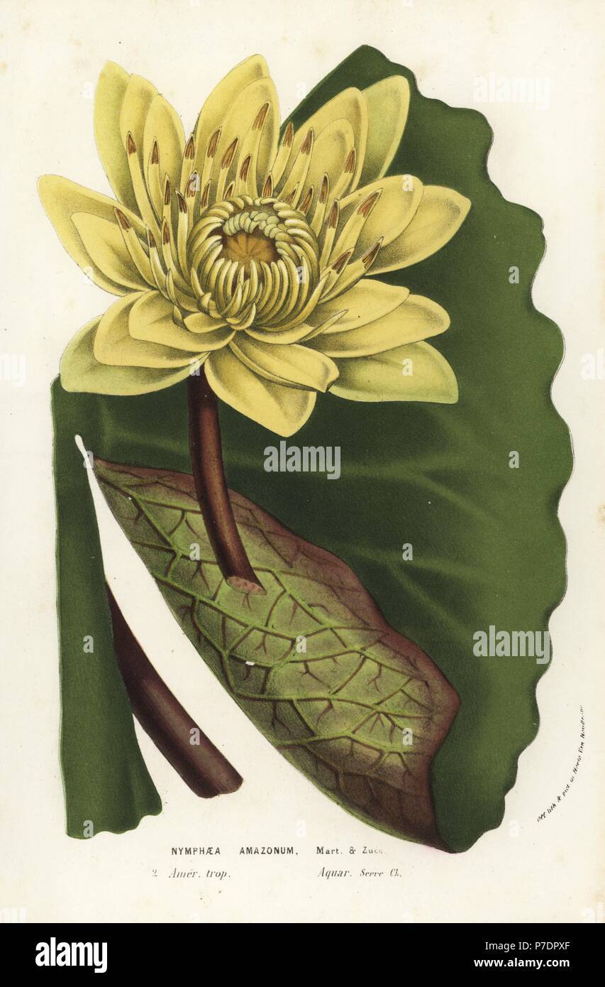Amazon water-lily, Nymphaea amazonum. Handcoloured lithograph from Louis van Houtte and Charles Lemaire's Flowers of the Gardens and Hothouses of Europe, Flore des Serres et des Jardins de l'Europe, Ghent, Belgium, 1856. Stock Photo