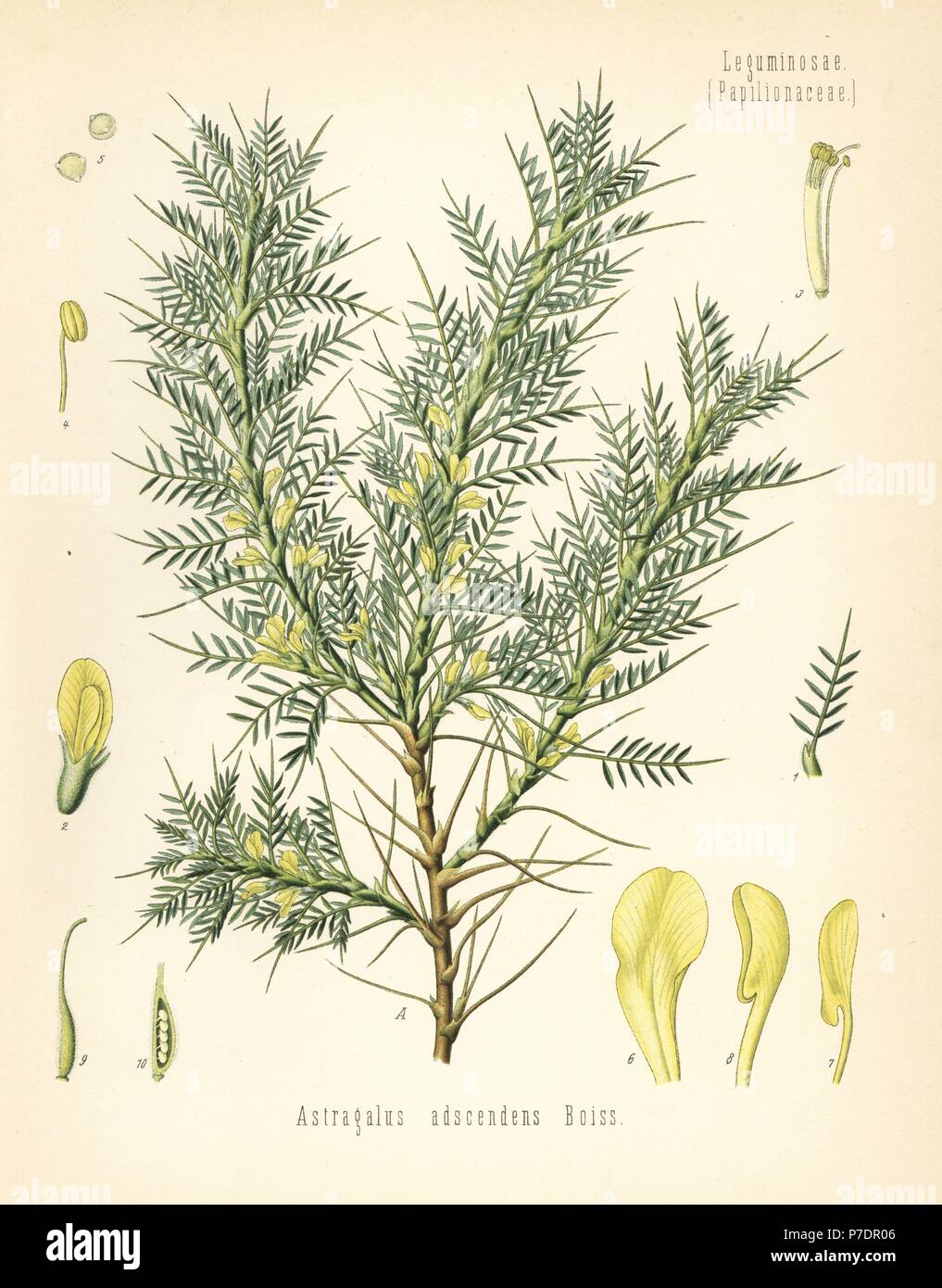 Persian manna or tragacanth, Astracantha adscendens (Astragalus adscendens). Chromolithograph after a botanical illustration from Hermann Adolph Koehler's Medicinal Plants, edited by Gustav Pabst, Koehler, Germany, 1887. Stock Photo