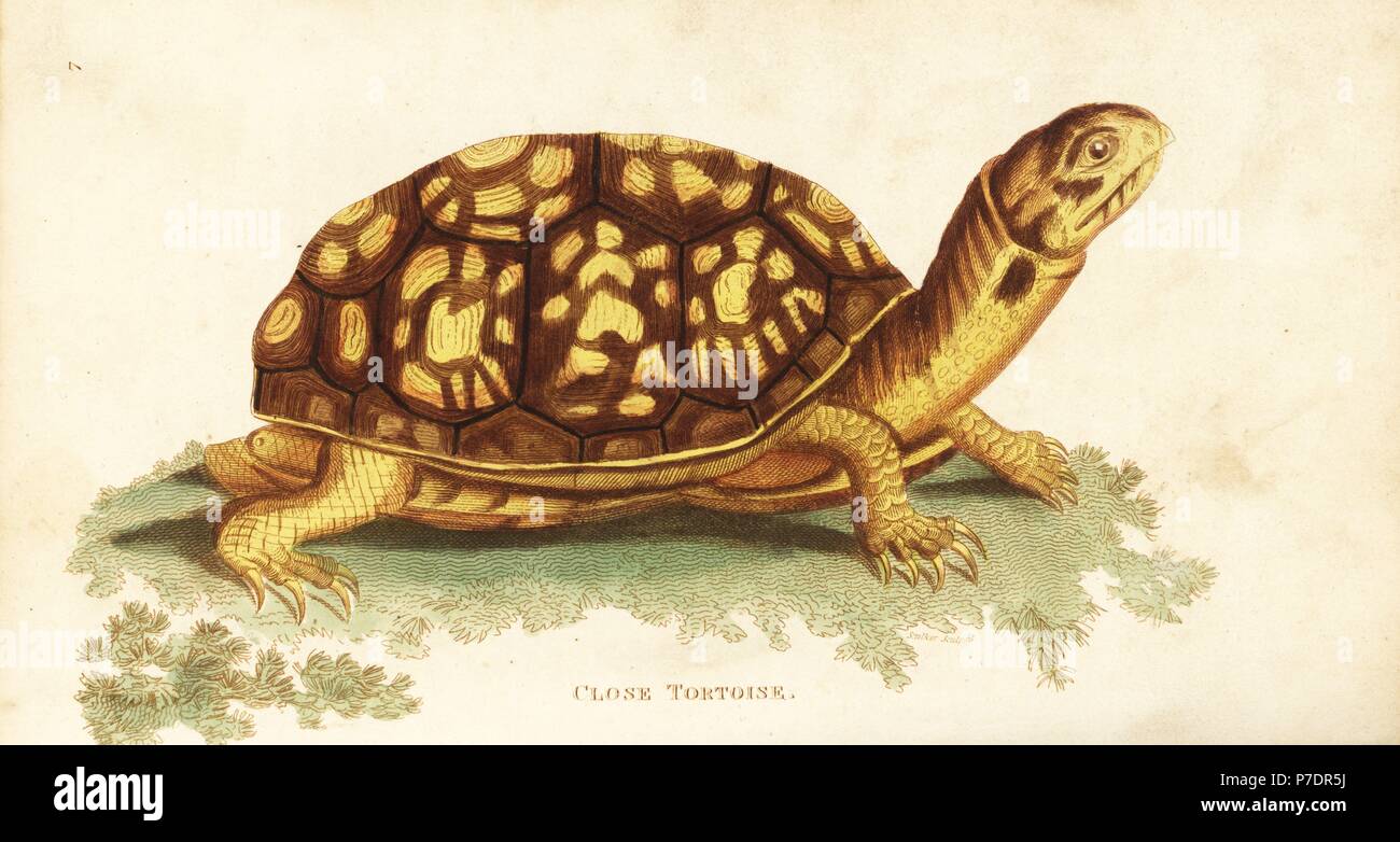 Common box turtle, Terrapene carolina (close tortoise, Testudo clausa ...