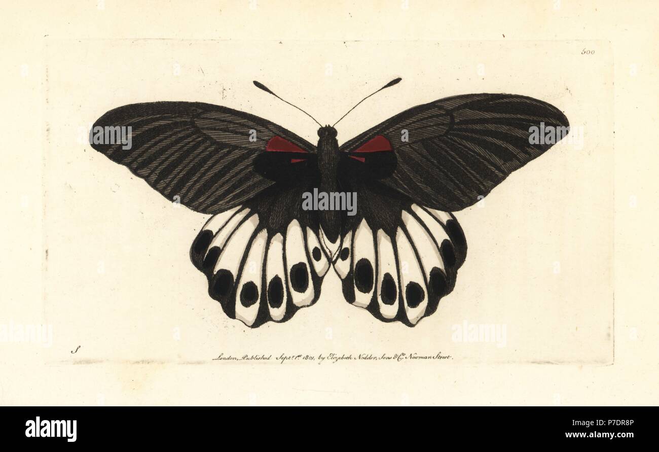 Great mormon butterfly, Papilio memnon (Agenor butterfly, Papilio agenor). Illustration drawn by George Shaw and engraved by Richard Polydore Nodder. Handcoloured copperplate engraving from George Shaw and Frederick Nodder's The Naturalist's Miscellany, London, 1801. Stock Photo