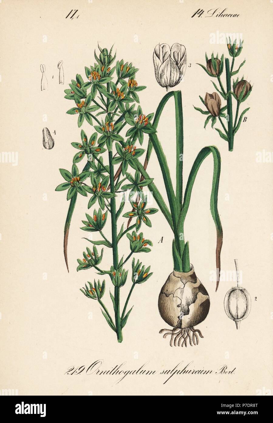 Prussian asparagus or wild asparagus, Ornithogalum pyrenaicum (Ornithogalum sulphureum). Handcoloured lithograph from Diederich von Schlechtendal's German Flora (Flora von Deutschland), Jena, 1871. Stock Photo