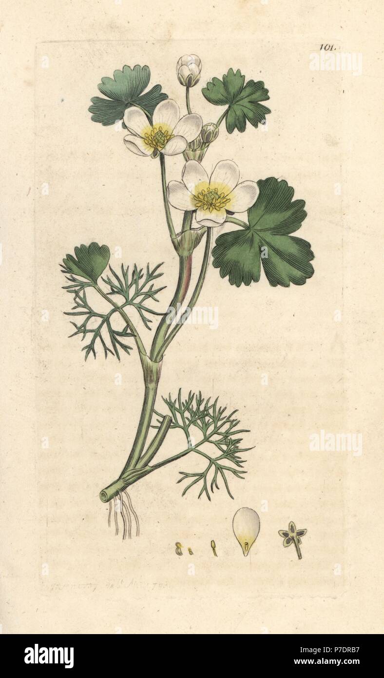 Water crowfoot, Ranunculus aquatilis. Handcoloured copperplate engraving after an illustration by James Sowerby from James Smith's English Botany, London, 1793. Stock Photo