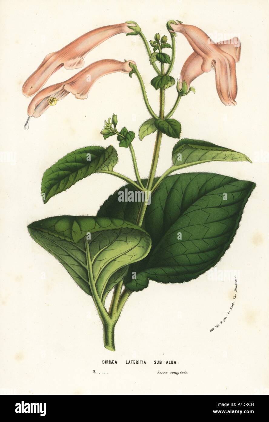 Sinningia cooperi (Dircaea lateritia). Handcoloured lithograph from Louis van Houtte and Charles Lemaire's Flowers of the Gardens and Hothouses of Europe, Flore des Serres et des Jardins de l'Europe, Ghent, Belgium, 1856. Stock Photo