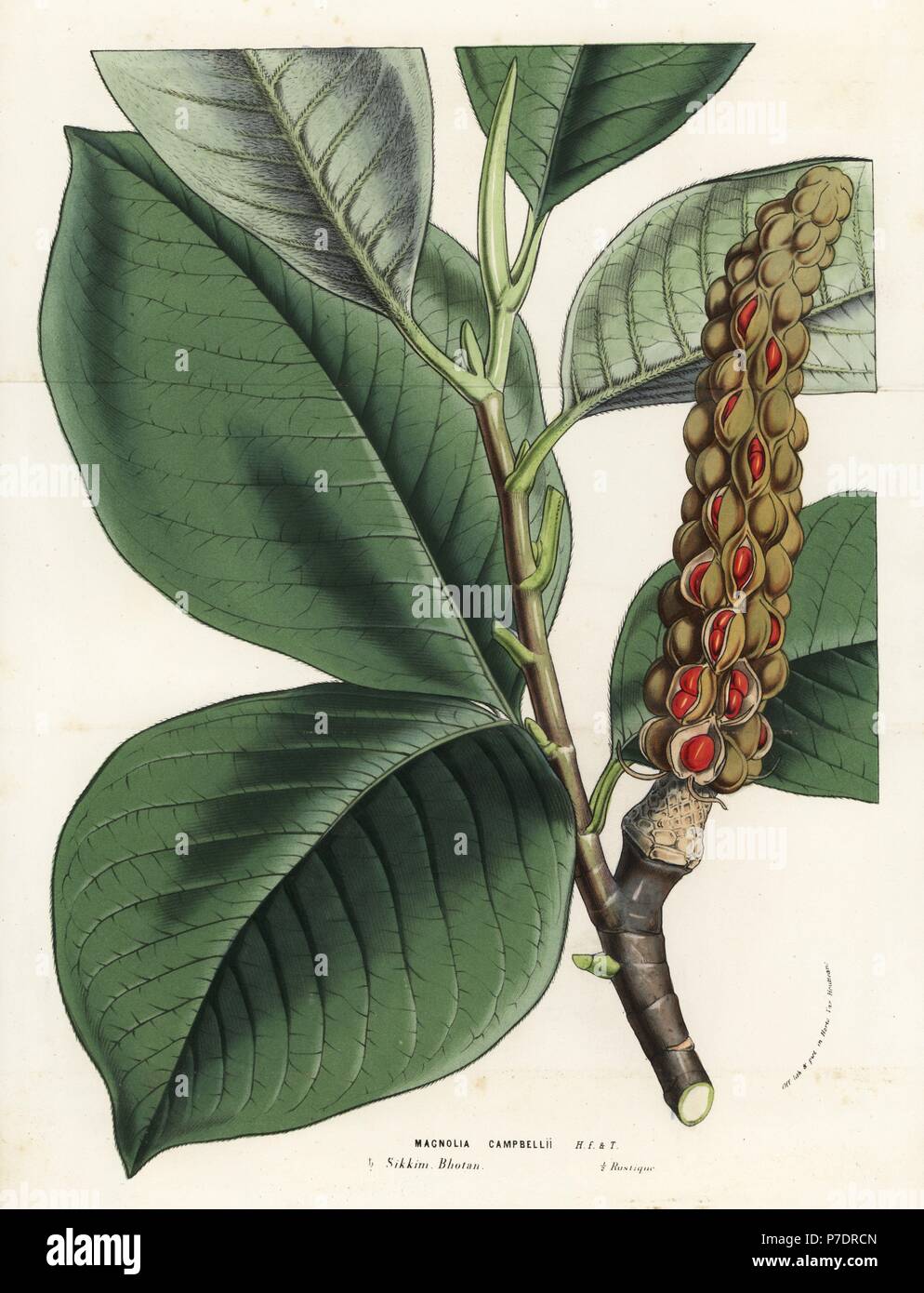 Campbell's magnolia, Magnolia campbellii, leaves and seeds. Handcoloured lithograph from Louis van Houtte and Charles Lemaire's Flowers of the Gardens and Hothouses of Europe, Flore des Serres et des Jardins de l'Europe, Ghent, Belgium, 1857. Stock Photo
