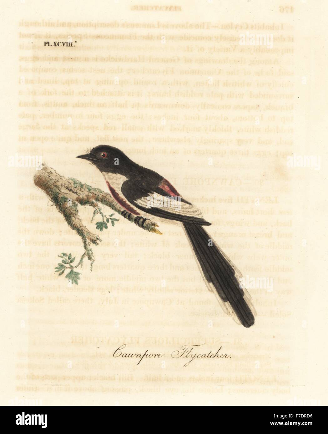 White-bellied minivet, Pericrocotus erythropygius (Cawnpore flycatcher). India. Handcoloured copperplate drawn and engraved by John Latham from his own A General History of Birds, Winchester, 1823. Stock Photo