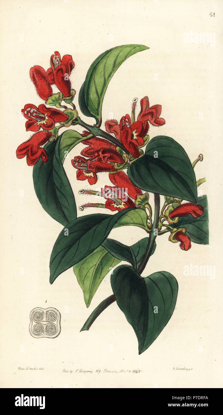 Lipstick plant or vermilion aeschynanth, Aeschynanthus miniatus. Handcoloured copperplate engraving by George Barclay after an illustration by Miss Sarah Drake from Edwards' Botanical Register, edited by John Lindley, London, Ridgeway, 1846. Stock Photo