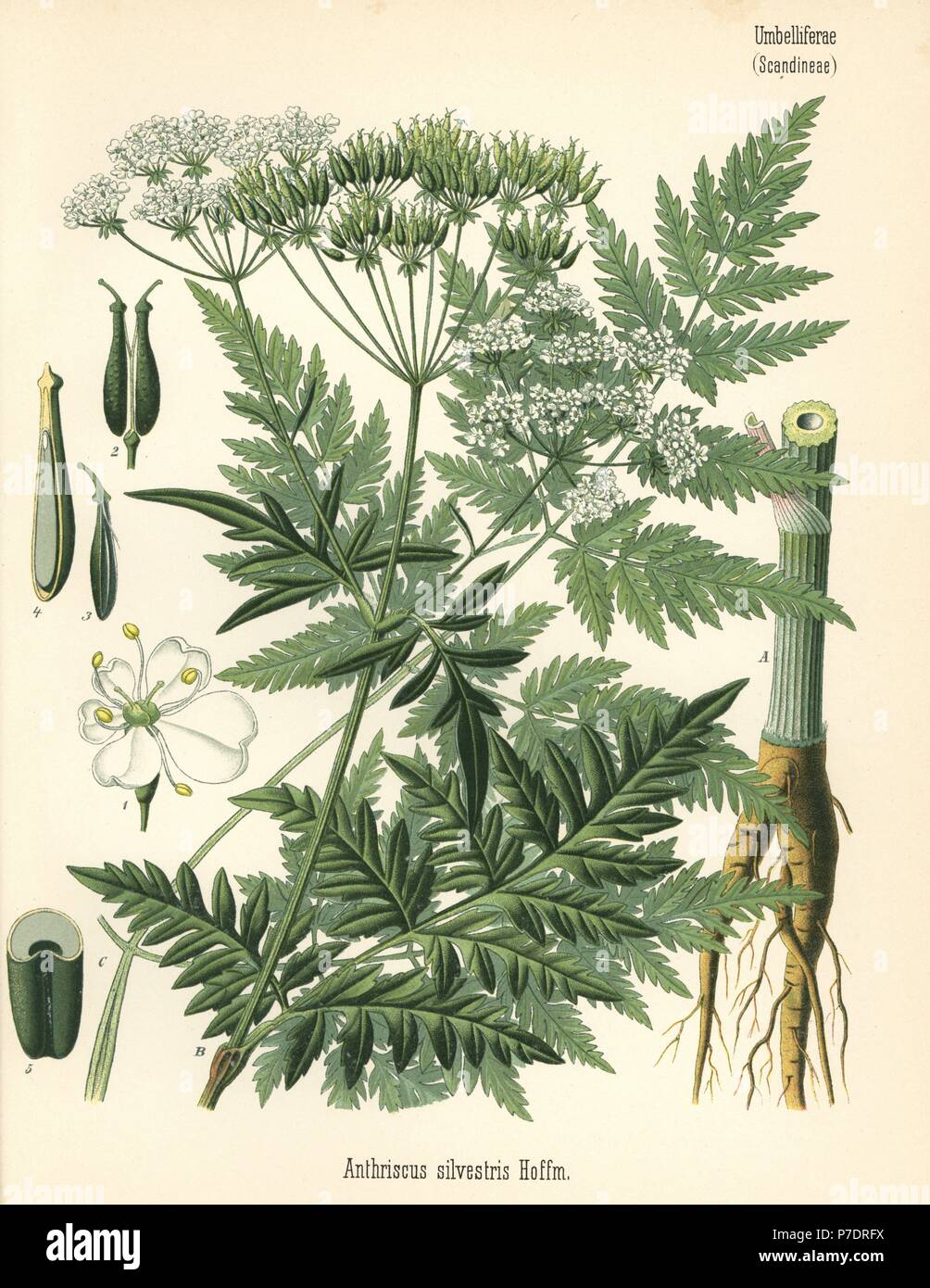 Cow parsley or wild chervil, Anthriscus sylvestris. Chromolithograph after a botanical illustration from Hermann Adolph Koehler's Medicinal Plants, edited by Gustav Pabst, Koehler, Germany, 1887. Stock Photo