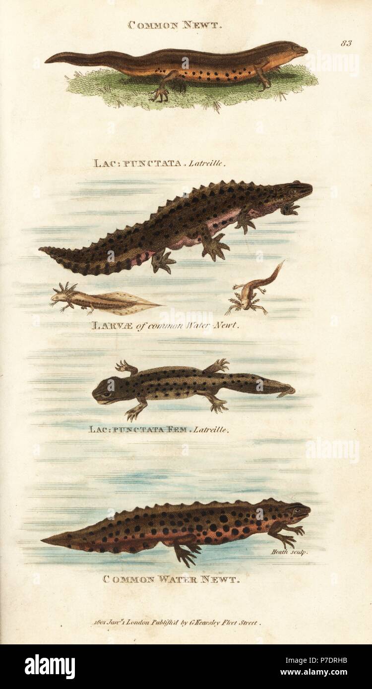 Smooth newt, male, female and larvae, Lissotriton vulgaris (as common newt, Lacerta vulgaris, common water newt, Lacerta palustris, Lacerta punctata). Handcoloured copperplate engraving by Heath after an illustration by George Shaw from his General Zoology, Amphibia, London, 1801. Stock Photo