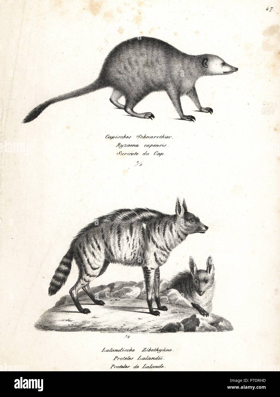 Meerkat or suricate, Suricata suricatta, and aardwolf, Proteles cristata. Lithograph by Karl Joseph Brodtmann from Heinrich Rudolf Schinz's Illustrated Natural History of Men and Animals, 1836. Stock Photo
