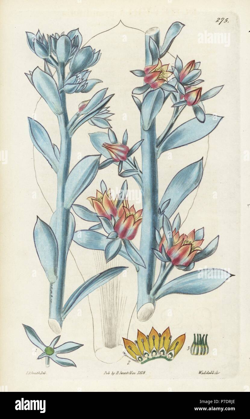 Largest-leaved echeveria, Echeveria grandifolia. Handcoloured copperplate engraving by Weddell after a botanical illustration by Edward Dalton Smith from Robert Sweet's The British Flower Garden, Ridgeway, London, 1828. Stock Photo