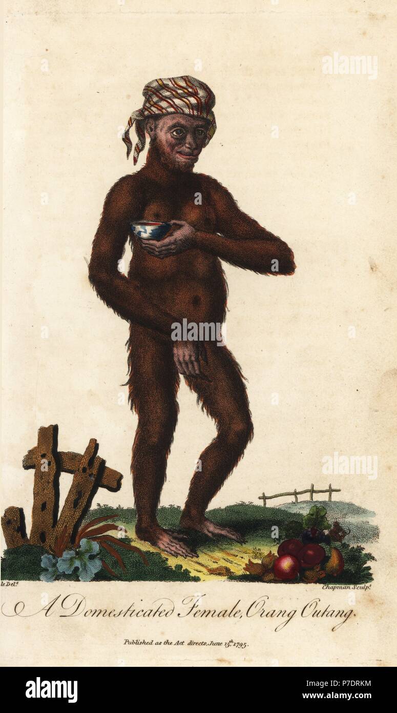 Bornean orangutan, Pongo pygmaeus. Endangered. Domesticated female orang-outang with bandana and bowl. Handcoloured copperplate engraving by J. Chapman after an illustration by Johann Jakob Ihle from Ebenezer Sibly's Universal System of Natural History, London, 1795. Stock Photo
