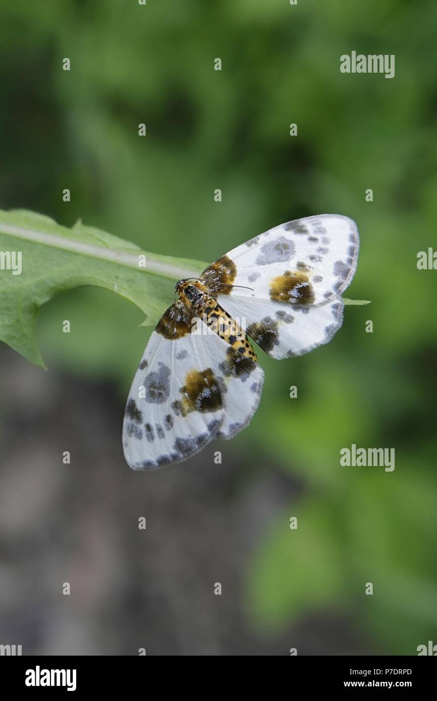 Clouded magpie moth, Abraxas sylvata Stock Photo
