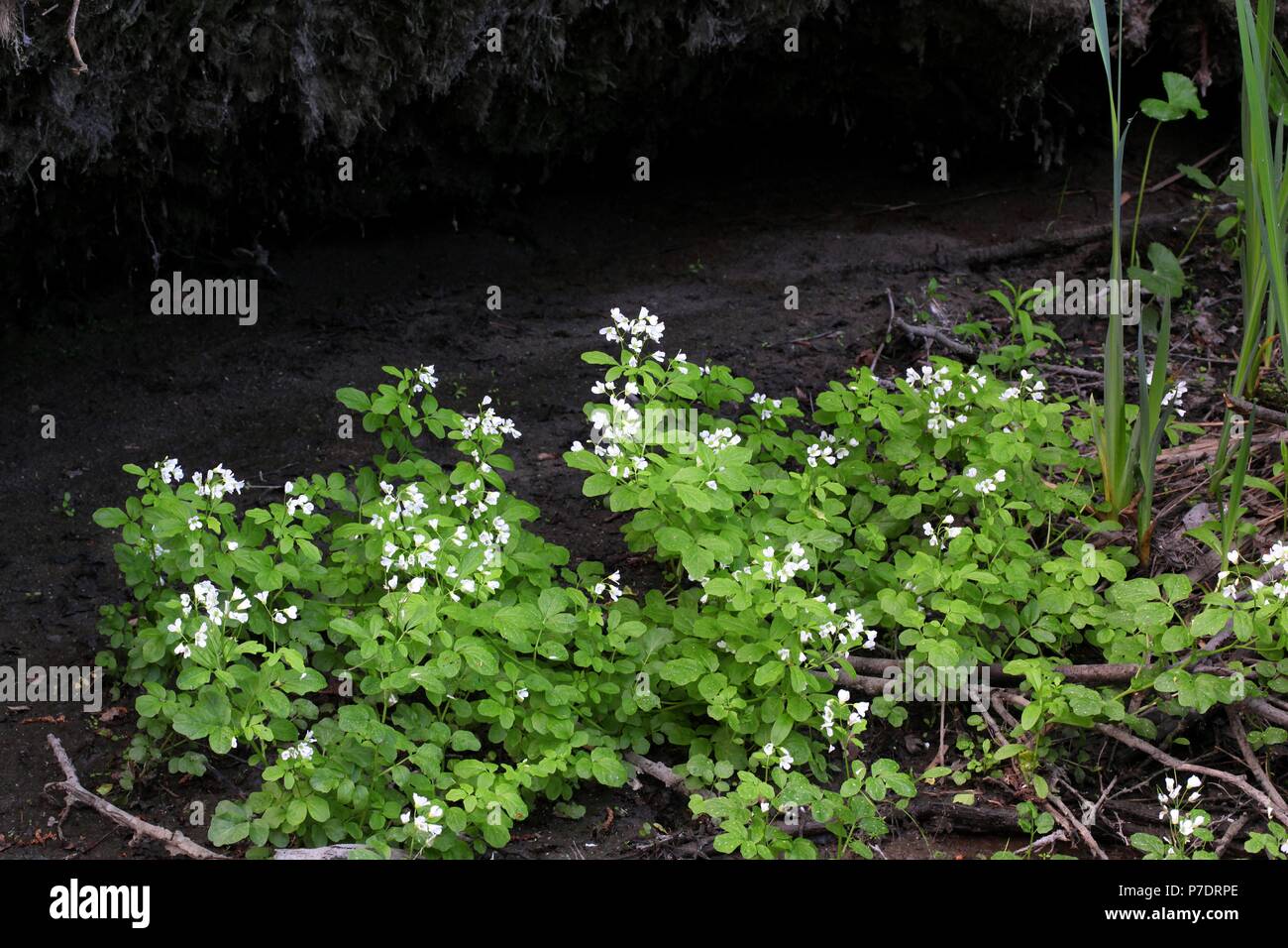 Large Bittercress, Cardamine amara, flowering on a river bank Stock Photo