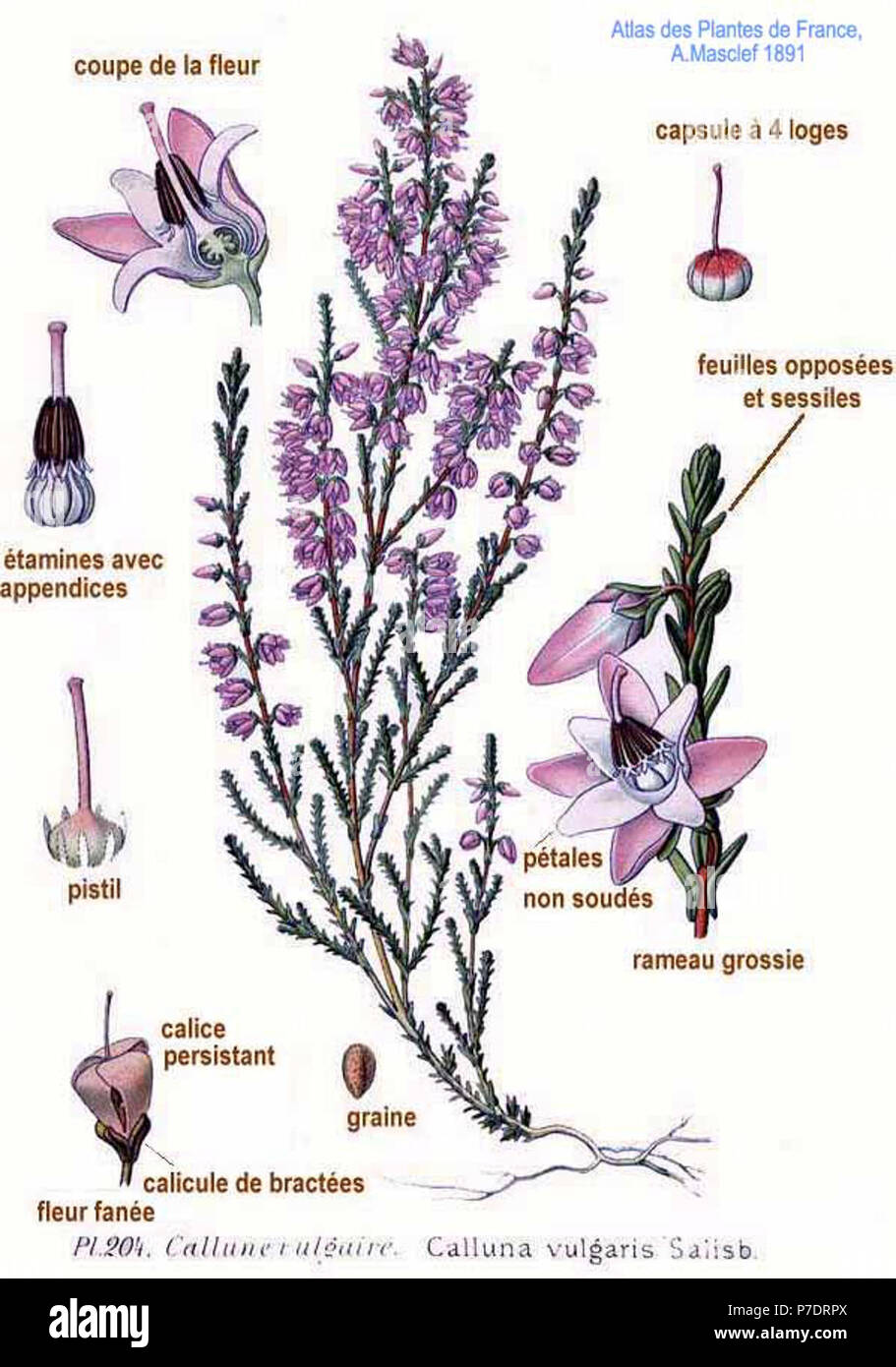 Calluna salisb hi-res stock photography and images - Alamy