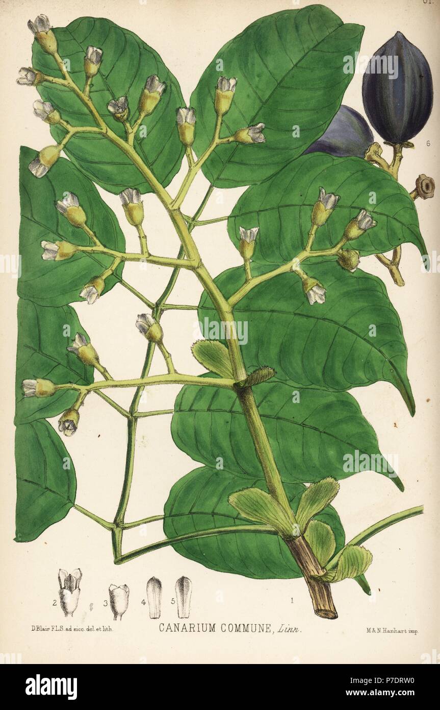 Canarium nut, Manila elemi or Java almond, Canarium indicum (Canarium commune). Handcoloured lithograph by Hanhart after a botanical illustration by David Blair from Robert Bentley and Henry Trimen's Medicinal Plants, London, 1880. Stock Photo