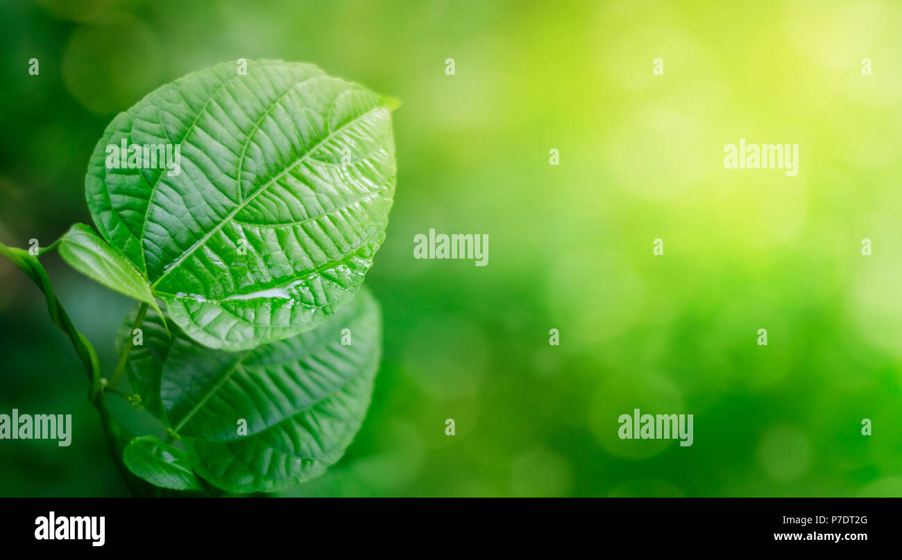 Green leaf hi-res stock photography and images - Alamy