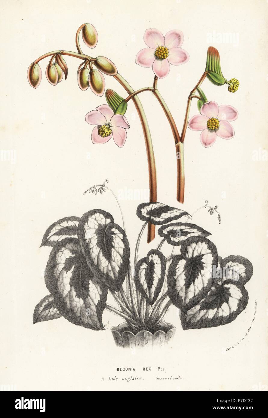 Rex begonia, Begonia rex. India. Handcoloured lithograph from Louis van Houtte and Charles Lemaire's Flowers of the Gardens and Hothouses of Europe, Flore des Serres et des Jardins de l'Europe, Ghent, Belgium, 1857. Stock Photo