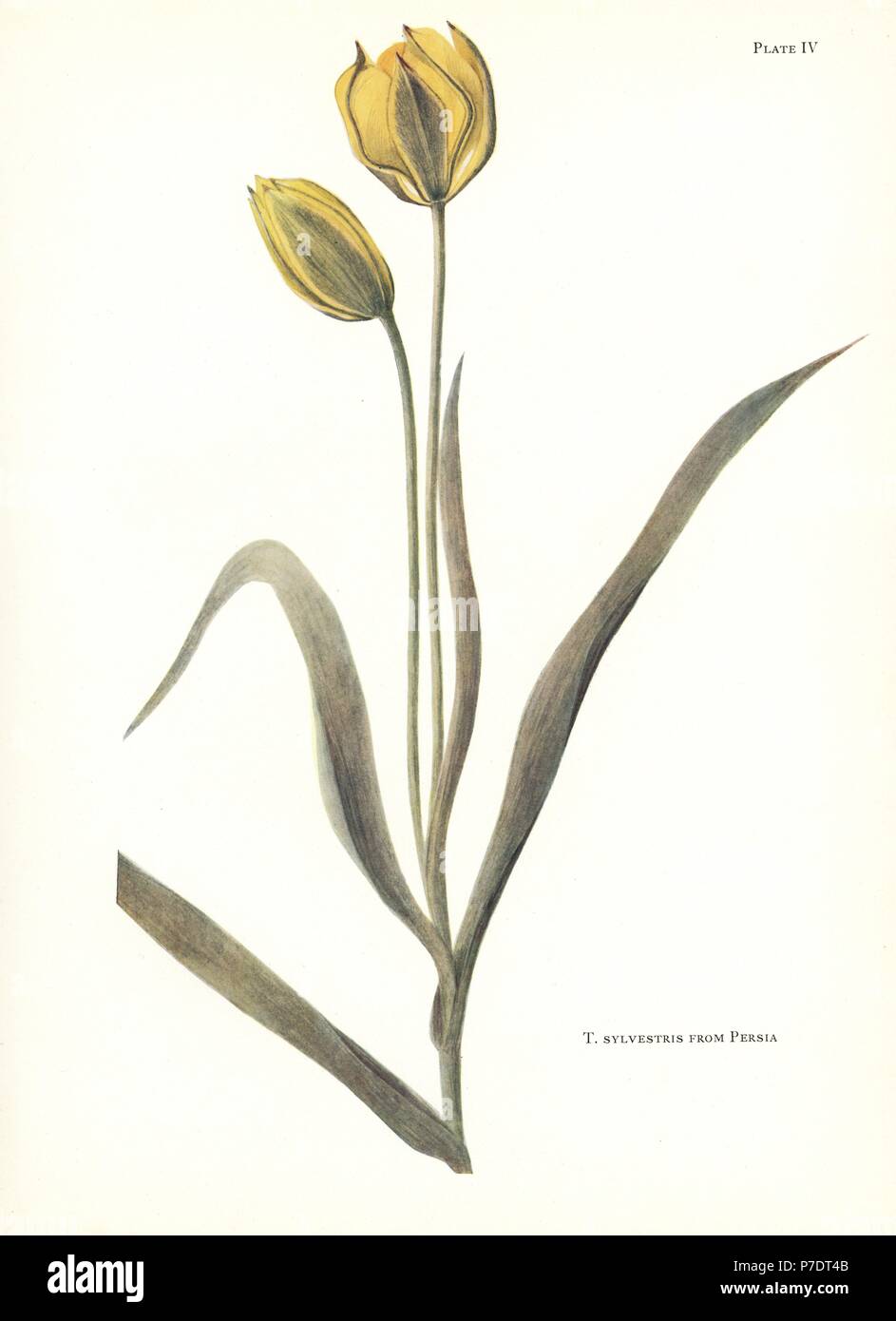 Tulipa sylvestris illustration hi-res stock photography and images - Alamy