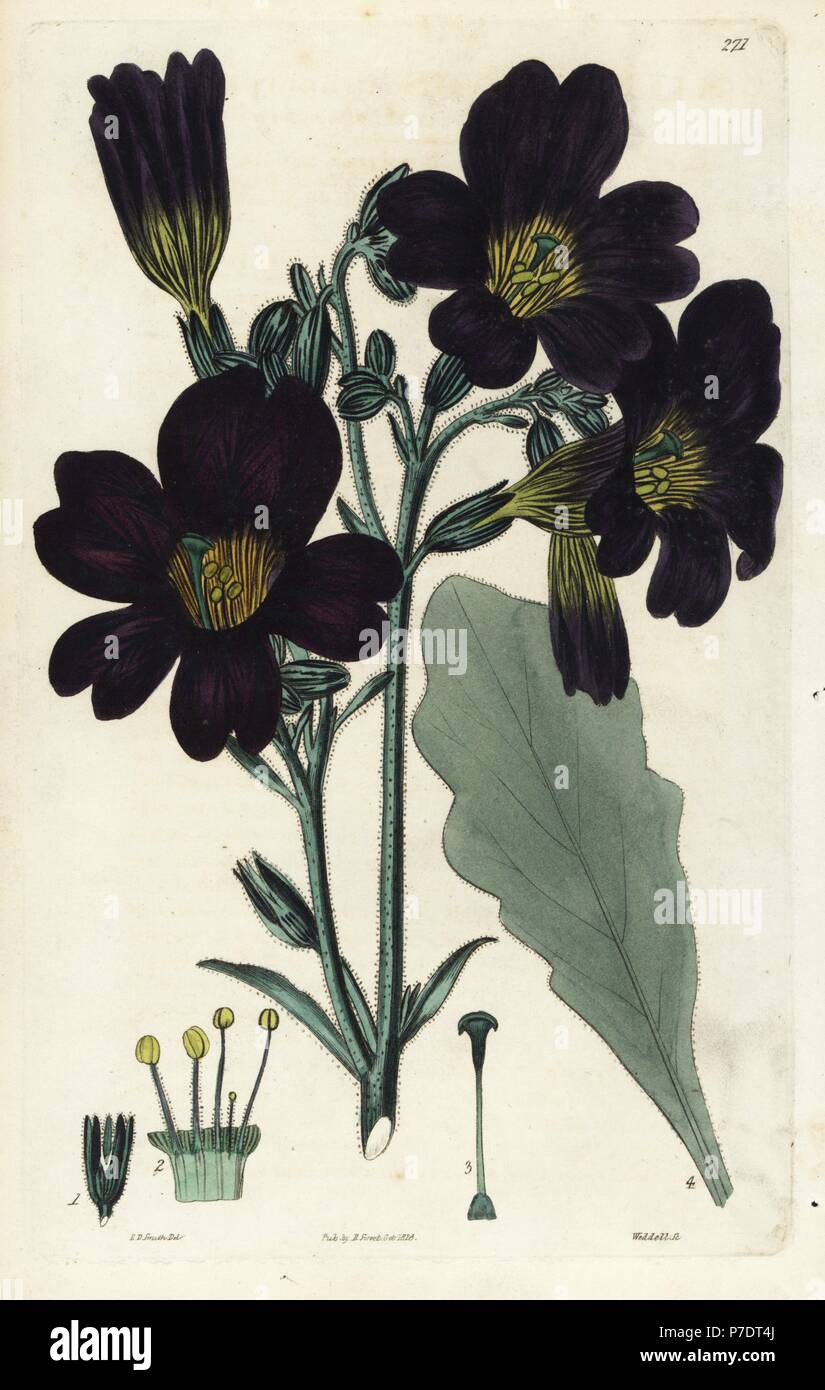 Painted tongue, Salpiglossis sinuata (Deep purple-flowered salpiglossis, Salpiglossis atropurpurea). Handcoloured copperplate engraving by Weddell after a botanical illustration by Edward Dalton Smith from Robert Sweet's The British Flower Garden, Ridgeway, London, 1828. Stock Photo