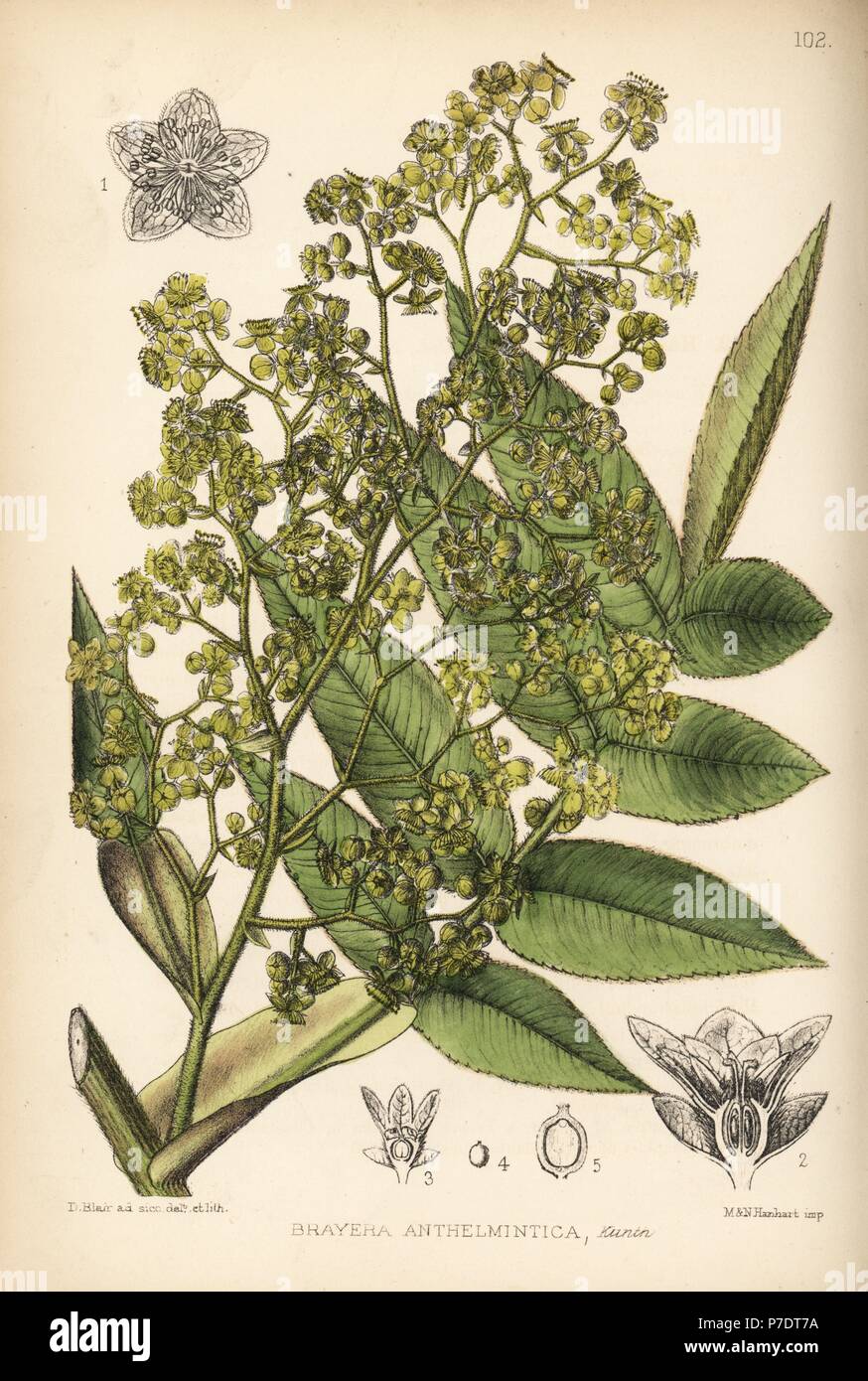 African redwood, kusso or koso, Hagenia abyssinica. Handcoloured lithograph by Hanhart after a botanical illustration by David Blair from Robert Bentley and Henry Trimen's Medicinal Plants, London, 1880. Stock Photo