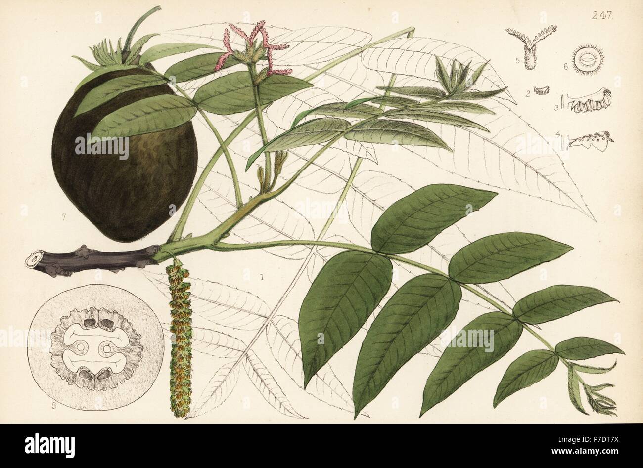 Butternut, white walnut or oil-nut, Juglans cinerea. Handcoloured lithograph by Hanhart after a botanical illustration by David Blair from Robert Bentley and Henry Trimen's Medicinal Plants, London, 1880. Stock Photo