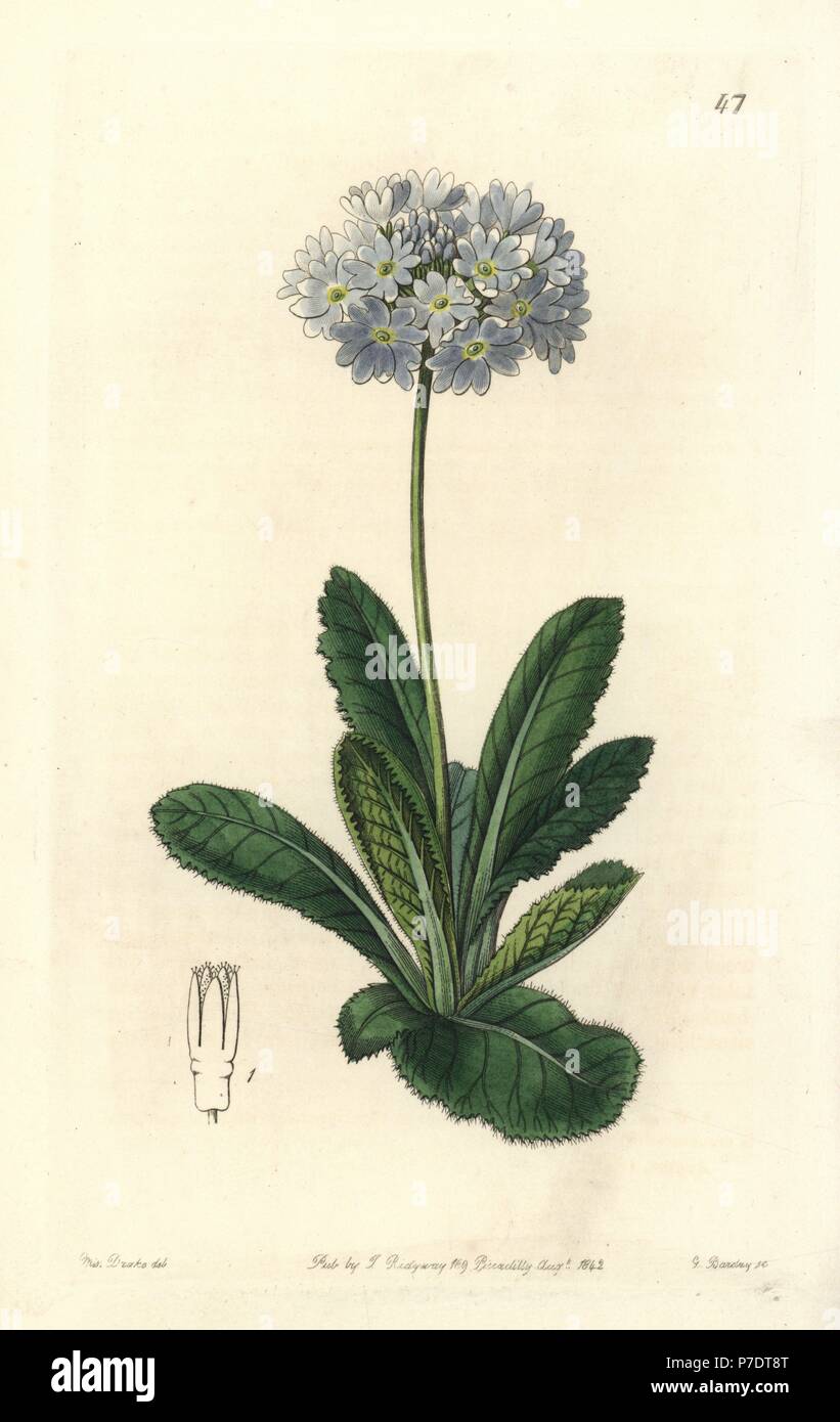 Drumstick primrose or tooth-letted primrose, Primula denticulata. Handcoloured copperplate engraving by George Barclay after an illustration by Miss Sarah Drake from Edwards' Botanical Register, edited by John Lindley, London, Ridgeway, 1842. Stock Photo