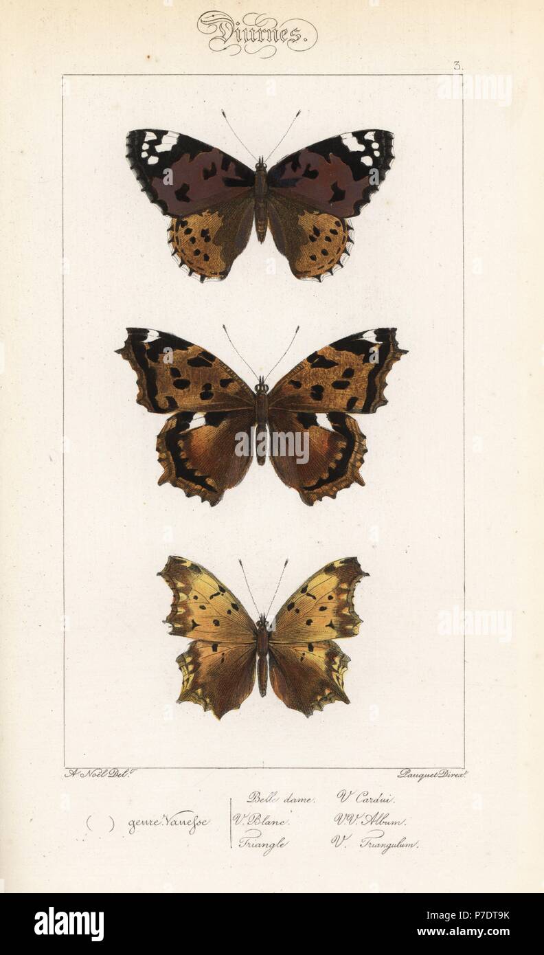 Painted lady, Vanessa cardui, false comma, Nymphalis vaualbum, and comma butterfly variety, Polygonia c-album. Handcoloured steel engraving by the Pauquet brothers after an illustration by Alexis Nicolas Noel from Hippolyte Lucas' Natural History of European Butterflies, Histoire Naturelle des Lepidopteres d'Europe, 1864. Stock Photo