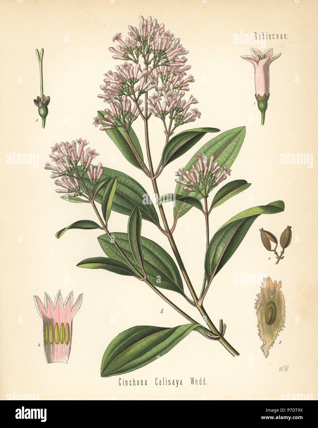 Quina, Cinchona calisaya. Chromolithograph after a botanical illustration by Walther Muller from Hermann Adolph Koehler's Medicinal Plants, edited by Gustav Pabst, Koehler, Germany, 1887. Stock Photo