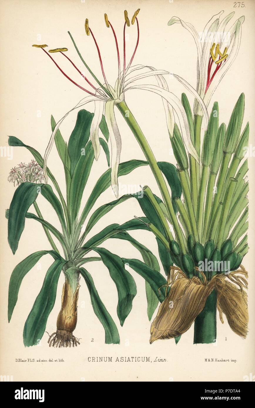 Poison bulb, giant crinum lily or spider lily, Crinum asiaticum. Handcoloured lithograph by Hanhart after a botanical illustration by David Blair from Robert Bentley and Henry Trimen's Medicinal Plants, London, 1880. Stock Photo