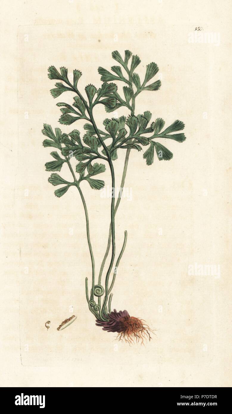 White maidenhair or wall rue, Asplenium ruta-muraria. Handcoloured copperplate engraving by James Sowerby from James Smith's English Botany, London, 1793. Stock Photo