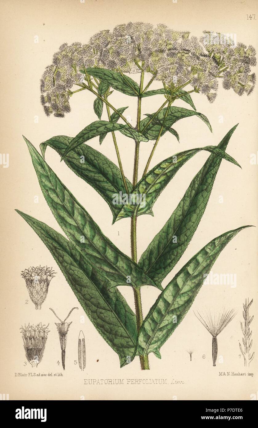 Boneset or bonsett, Eupatorium perfoliatum. Handcoloured lithograph by Hanhart after a botanical illustration by David Blair from Robert Bentley and Henry Trimen's Medicinal Plants, London, 1880. Stock Photo