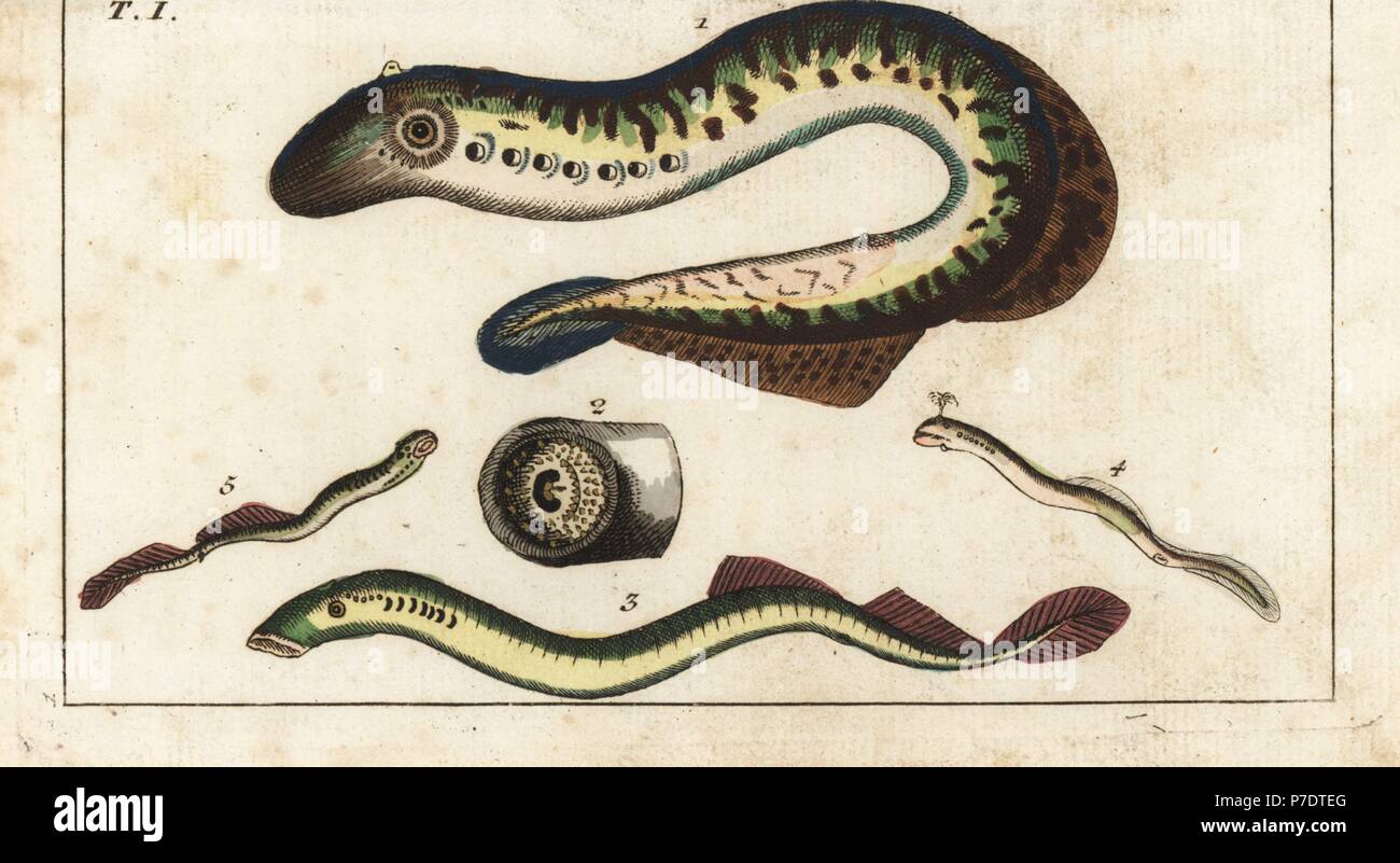 Sea lamprey eel, Petromyzon marinus 1, mouth 2, river lamprey, Lampetra fluviatilis 3,4, and brook lamprey, Lampetra planeri 5. Handcolored copperplate engraving from Gottlieb Tobias Wilhelm's Encyclopedia of Natural History: Fish, Augsburg, 1804. Wilhelm (1758-1811) was a Bavarian clergyman and naturalist known as the German Buffon. Stock Photo