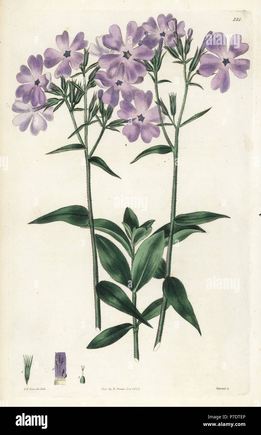 Blue Canadian lychnidea, Phlox canadensis. Handcoloured copperplate engraving by Weddell after a botanical illustration by Edward Dalton Smith from Robert Sweet's The British Flower Garden, Ridgeway, London, 1827. Stock Photo