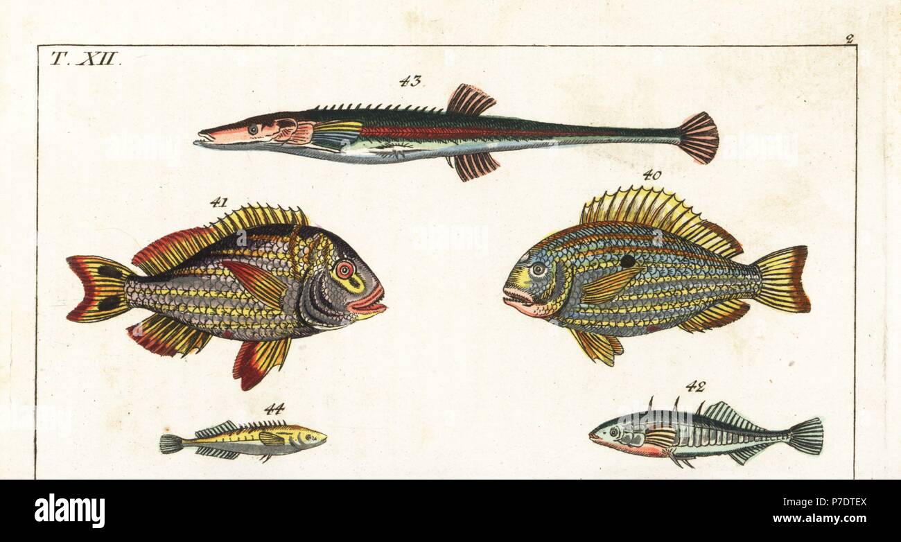 Western Atlantic seabream, Archosargus rhomboidalis 40, Porkfish, Anisotremus virginicus 41, three-spined stickleback, Gasterosteus aculeatus 42, fifteen-spined stickleback, Spinachia spinachia 43, and ten-spined sticklback, Pungitius pungitius 44. Handcolored copperplate engraving from Gottlieb Tobias Wilhelm's Encyclopedia of Natural History: Fish, Augsburg, 1804. Wilhelm (1758-1811) was a Bavarian clergyman and naturalist known as the German Buffon. Stock Photo
